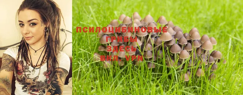 Галлюциногенные грибы Psilocybe  Городовиковск 